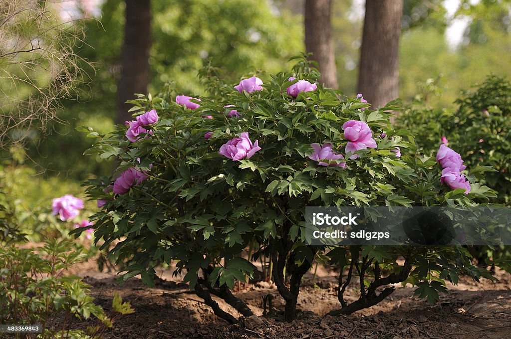 Paeonia suffruticosa - Foto stock royalty-free di Radice di peonia legnosa