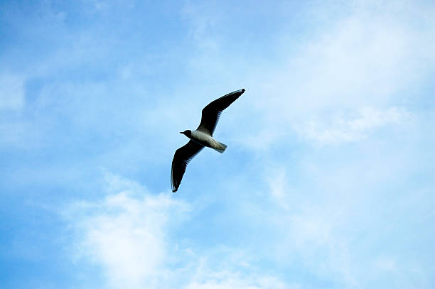 istock Soaring bird with spread wings against blue sky 483370203
