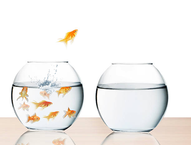 золотая рыбка прыжки из воды - fishbowl crowded goldfish claustrophobic стоковые фото и изображения