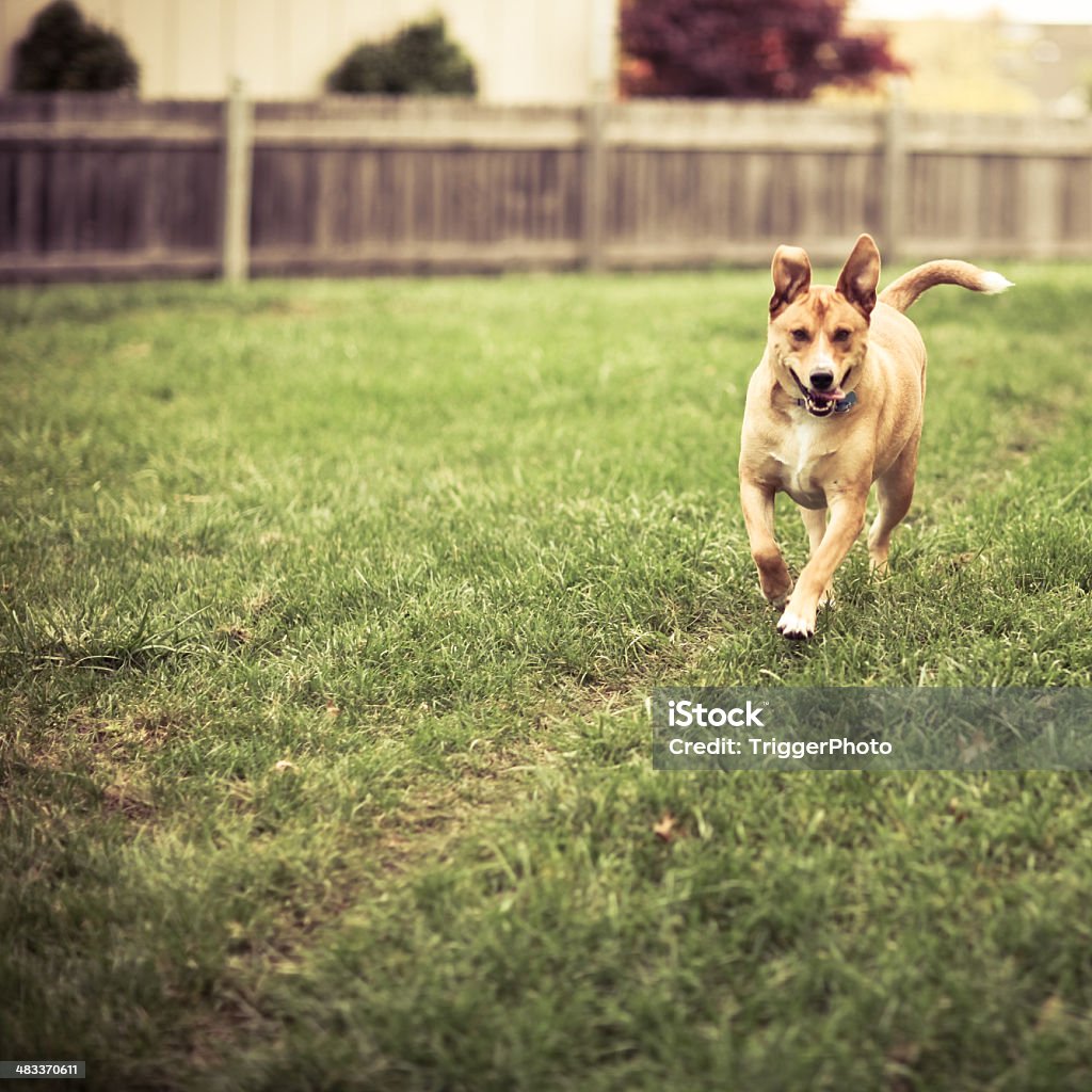 executando o labrador - Royalty-free Cerca Foto de stock