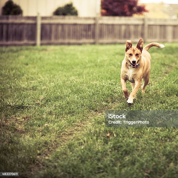 Executando O Labrador - Fotografias de stock e mais imagens de Cerca - Cerca, Cão, Jardim Particular