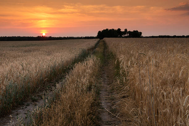 istock Field road in the sunset 483370924