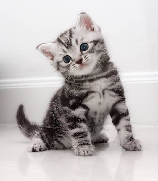 istock Cute American shorthair kitten 483371326