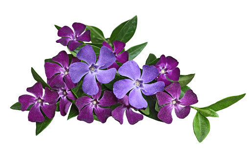 Vinca periwinkle flowers and leaf covered with pollen isolated on white background