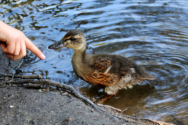 istock Childs hand, finger pointing, young duckling close 483371766