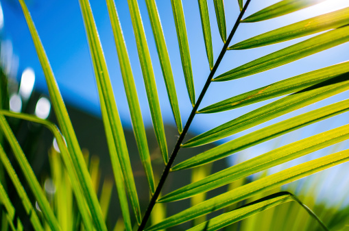 Close-up of a palm leaf on a suny, clear day.