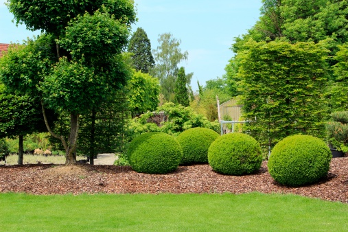 Gardendesign with buxus balls, yew  and stone balls