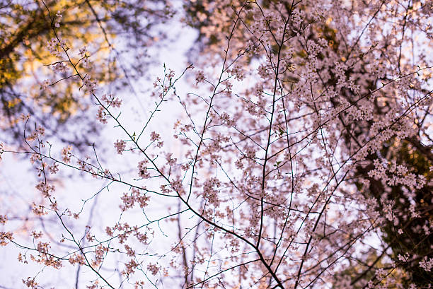 Spring Tree Flower stock photo