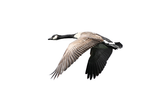 A Canada Goose in a pond stretching out it's wings.