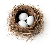 White eggs in the nest