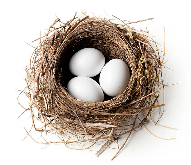 White eggs in the nest White eggs in the nest. animal nest photos stock pictures, royalty-free photos & images
