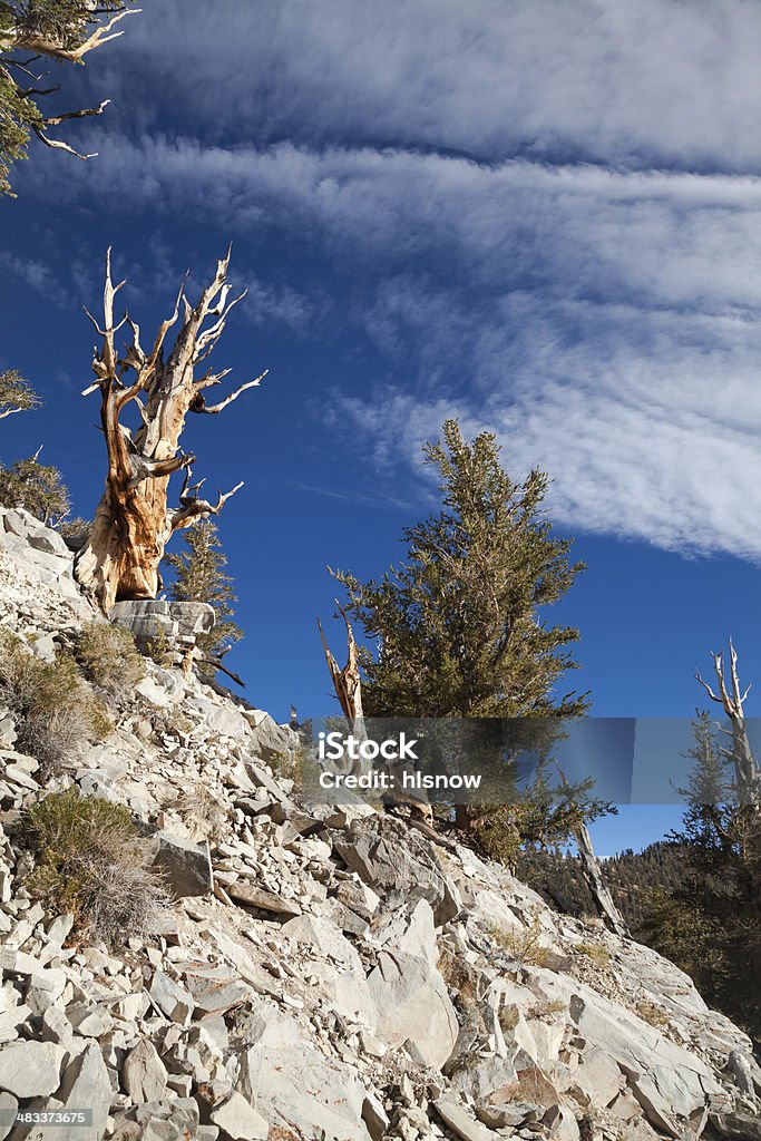 Bristlecone arbres sur le versant rocheux - Photo de Aiguille - Partie d'une plante libre de droits