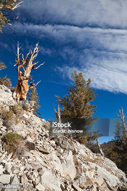 Photo libre de droit de Bristlecone Arbres Sur Le Versant Rocheux banque d'images et plus d'images libres de droit de Aiguille - Partie d'une plante - Aiguille - Partie d'une plante, Antique, Arbre