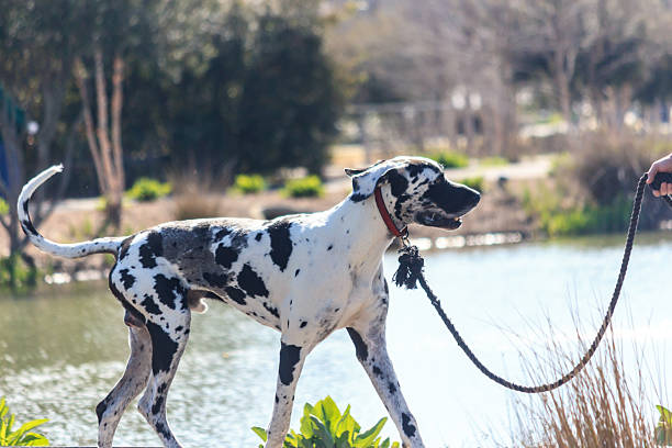 istock Black and white Glenn Robinson dog walking 483373925