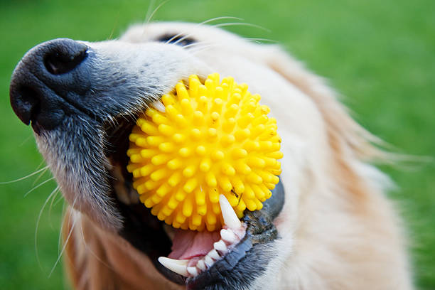 cão brincalhão - apanhar comportamento animal - fotografias e filmes do acervo