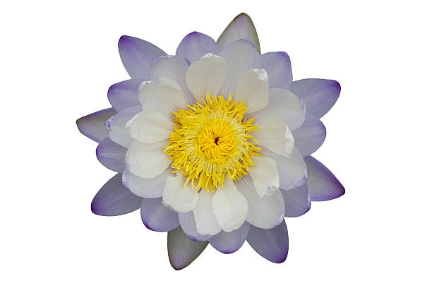 istock Lotus flower on white background 483374522
