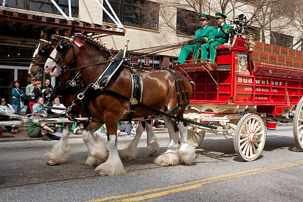 budweiser clydesdales que aspecto en st. patrick's parade - budweiser fotografías e imágenes de stock