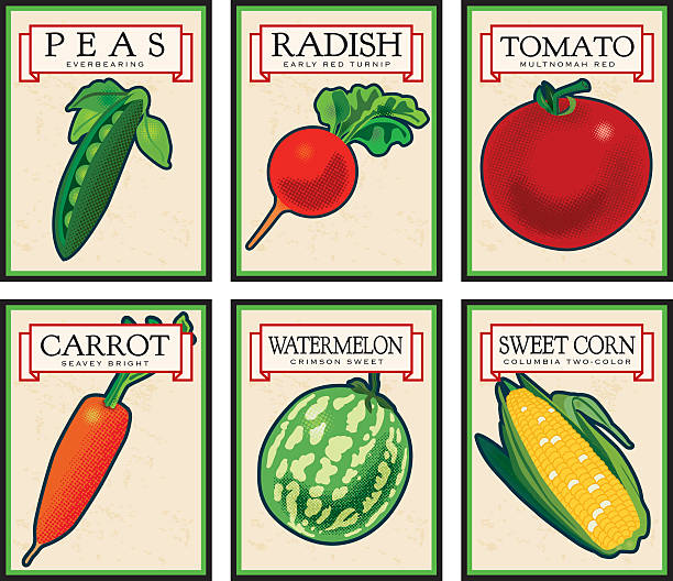 Vintage Seed Packets Six vintage seed packets, each on it's own named layer for easy editing. vegetable seeds stock illustrations