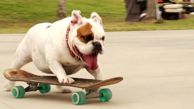 MONTAGE Bulldog Skating
