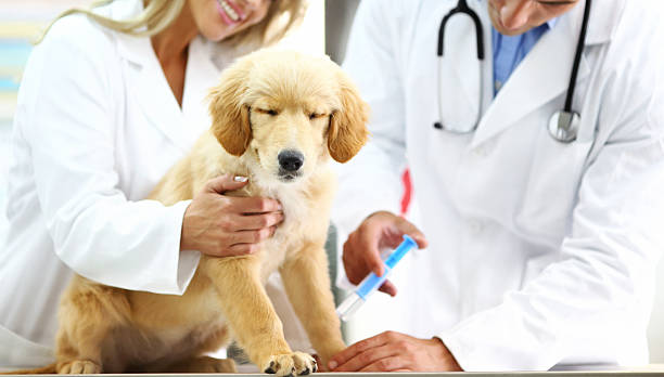istock Vets examining Golden retriever puppy. 483381738