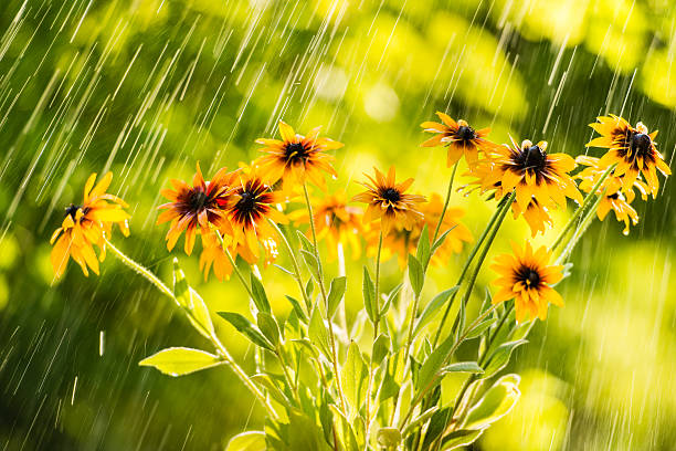 Falling raindrops reinforce the dynamism this photo beautiful bouquet of echinacea.