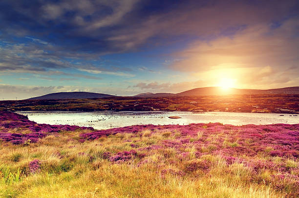 夕日には、moorland - flower landscape heather sky ストックフォトと画像
