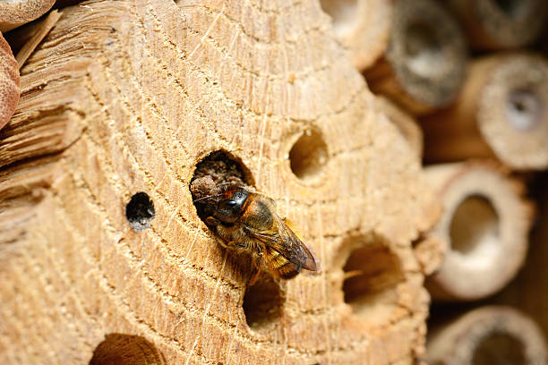 istock wild bee Osmia bicornis 483390243