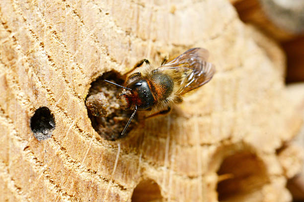 wild abelha osmia bicornis - bicornis - fotografias e filmes do acervo