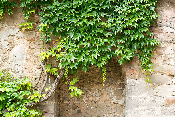 verdes sobre una pared de piedra, hannover, alemania - retaining wall fortified wall surrounding wall stone wall fotografías e imágenes de stock