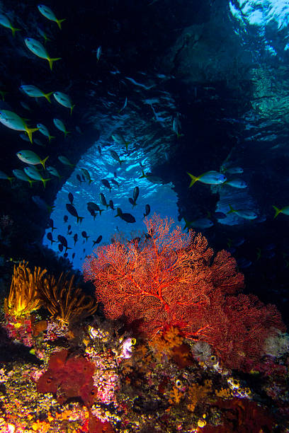 scène sous-marine exotique - archipel raja ampat photos et images de collection
