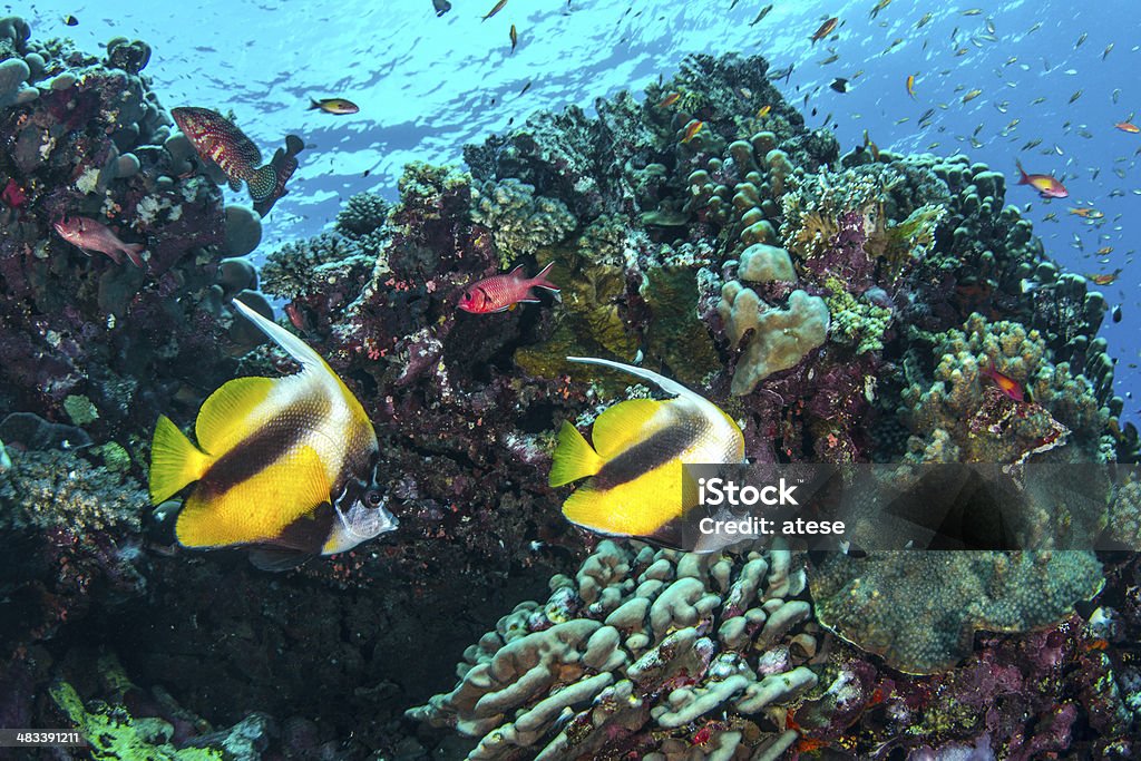 Pesce farfalla bandiera - Foto stock royalty-free di Africa
