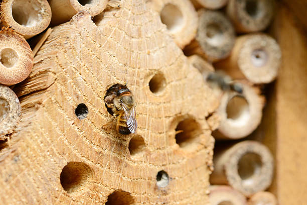 wild abelha osmia bicornis - bicornis imagens e fotografias de stock