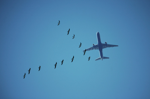 DSLR photograph of twelve Seagulls flying in a V shape formation on the foreground and a large commercial plane in the background against blue sky. The birds are flying left to right and the plane is flying bottom to top of the image.