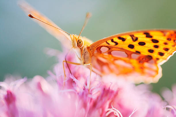 Silver-bordered fritillary (Boloria selene) Silver-washed fritillary  silver washed fritillary butterfly stock pictures, royalty-free photos & images