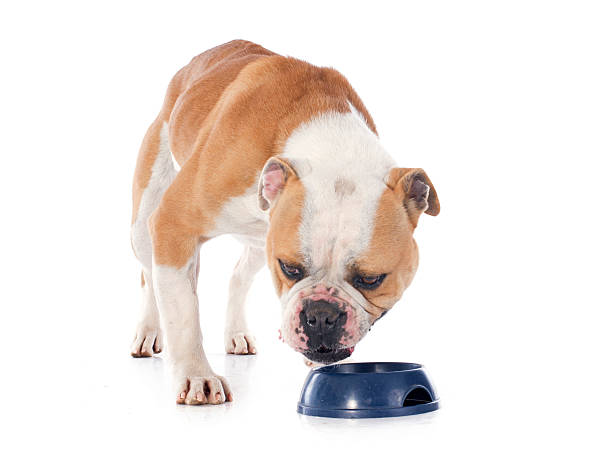 istock english bulldog 483392511