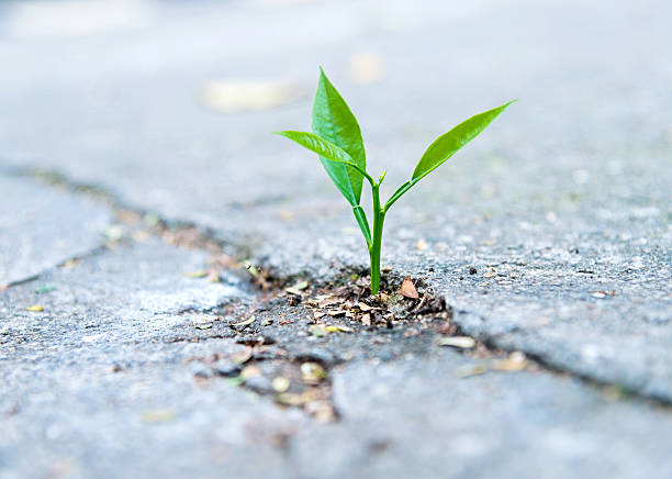 istock growing out of concrete 483393408