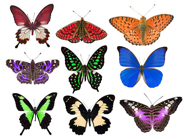 istock nine bright color isolated butterflies 483393439