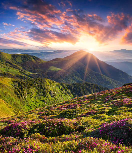 istock Magic pink rhododendron flowers in summer mountain 483393655
