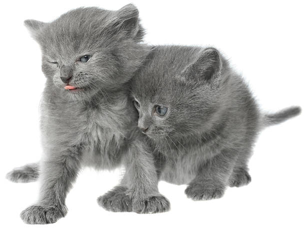 Fluffy gray kitten shows tongue and not let another kitten.
