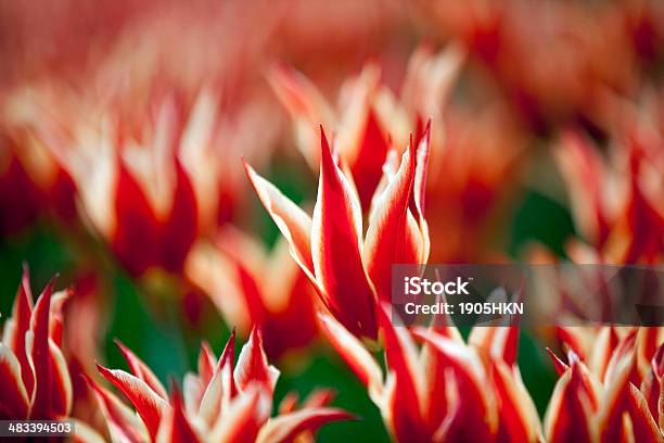 Czerwone I Żółte Tulipany W Botanic Ogród - zdjęcia stockowe i więcej obrazów Bez ludzi - Bez ludzi, Botanika, Czerwony