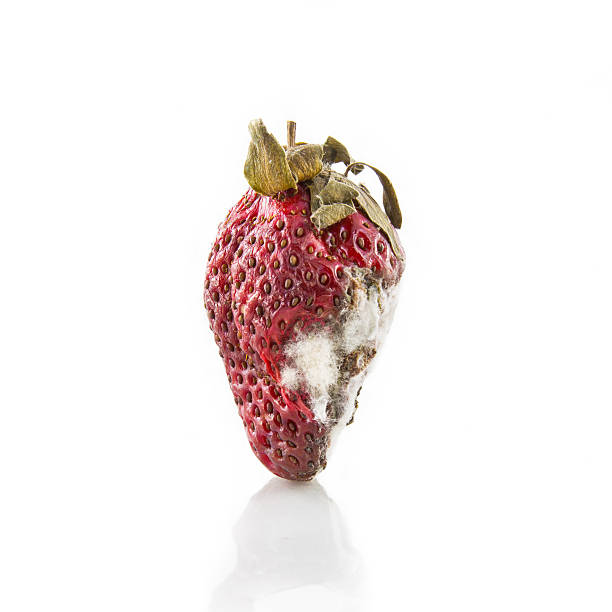 zgniłe strawberry - rotting food mold fruit zdjęcia i obrazy z banku zdjęć