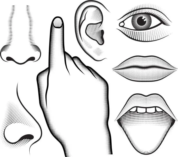 Vector illustration of Five Human Senses black & white vector interface icon set