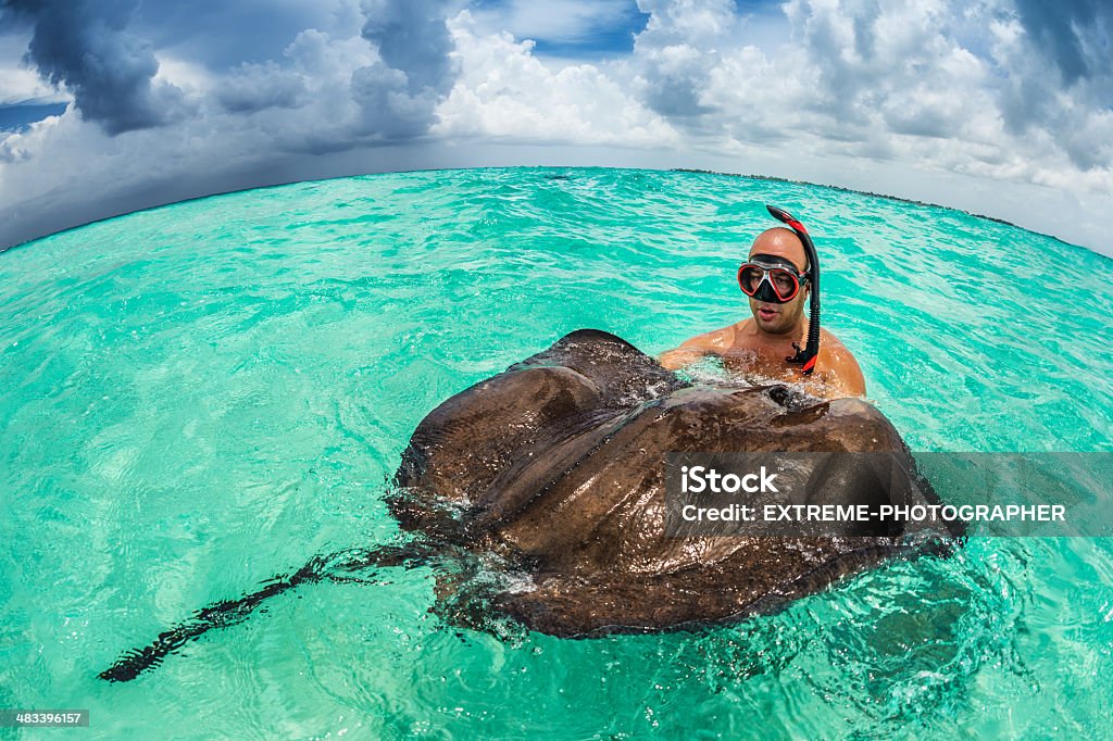 Snorkeler playing with stingray Male snorkeler playing with stingray in turquoise sea water. Animal Stock Photo