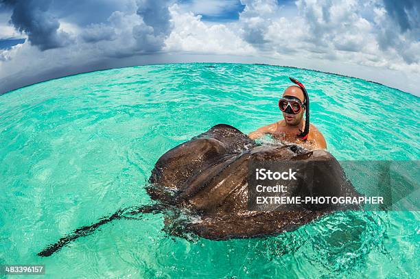 Snorkeler Playing With Stingray Stock Photo - Download Image Now - Animal, Animal Behavior, Animal Wildlife