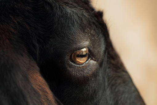 Black goat's eye,background.