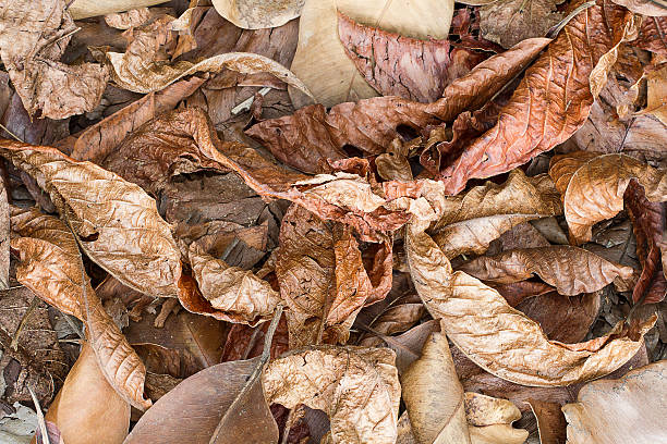 istock Dried leaves wallpaper 483396734