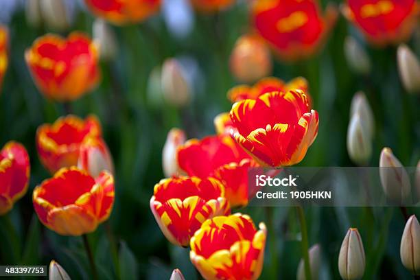 赤と黄色のチューリップの植物園 - アウトフォーカスのストックフォトや画像を多数ご用意 - アウトフォーカス, カラフル, カラー画像