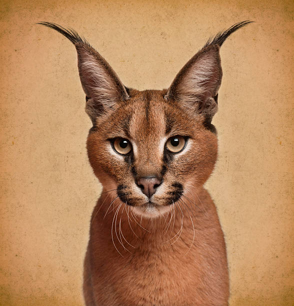 Caracal, 6 months old, in front of brown background Caracal, 6 months old, in front of brown background caracal photos stock pictures, royalty-free photos & images