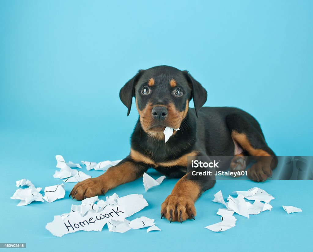 犬の独立した My さて宿題です！ - 宿題のロイヤリティフリーストックフォト