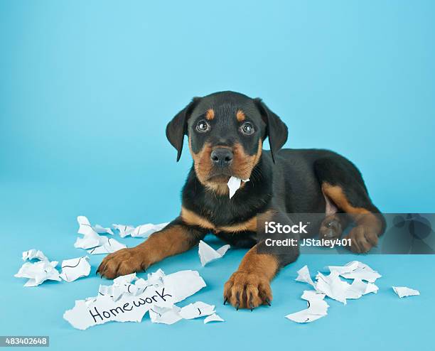 犬の独立した My さて宿題です - 宿題のストックフォトや画像を多数ご用意 - 宿題, 犬, 食べる